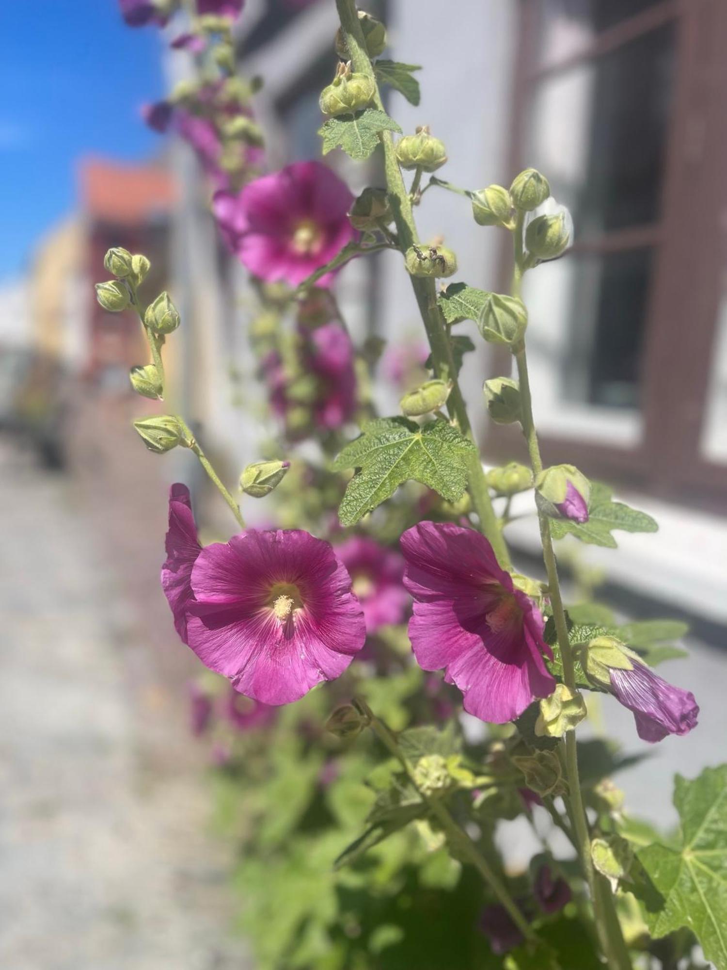 Ærøskøbing Blackberryhouse المظهر الخارجي الصورة